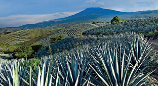 Agave