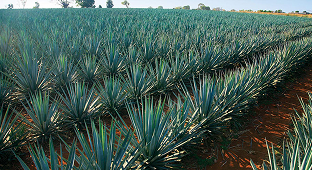 Agave
